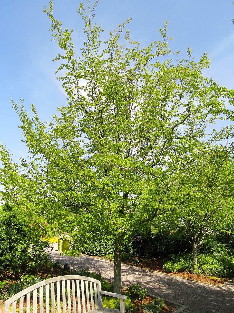 Carpinus caroliniana (American Hornbeam) (alternate view 2)