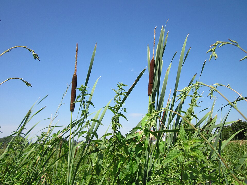 Typha latifolia (common cat-tail)
