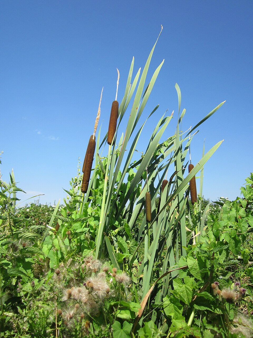 Typha latifolia (common cat-tail)