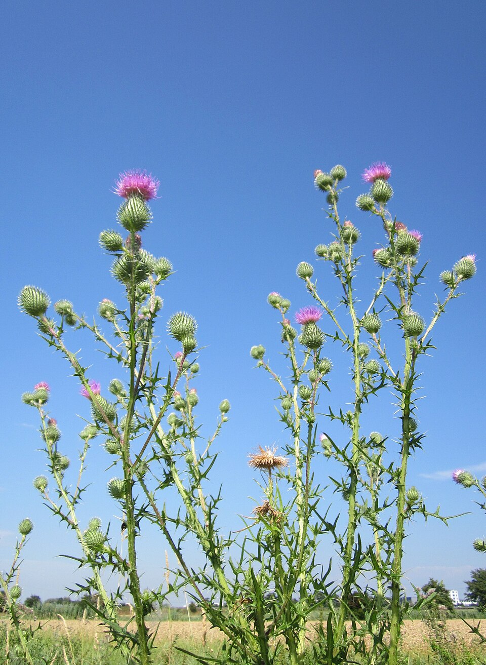 Cirsium vulgare (bull thistle) (alternate view 9)