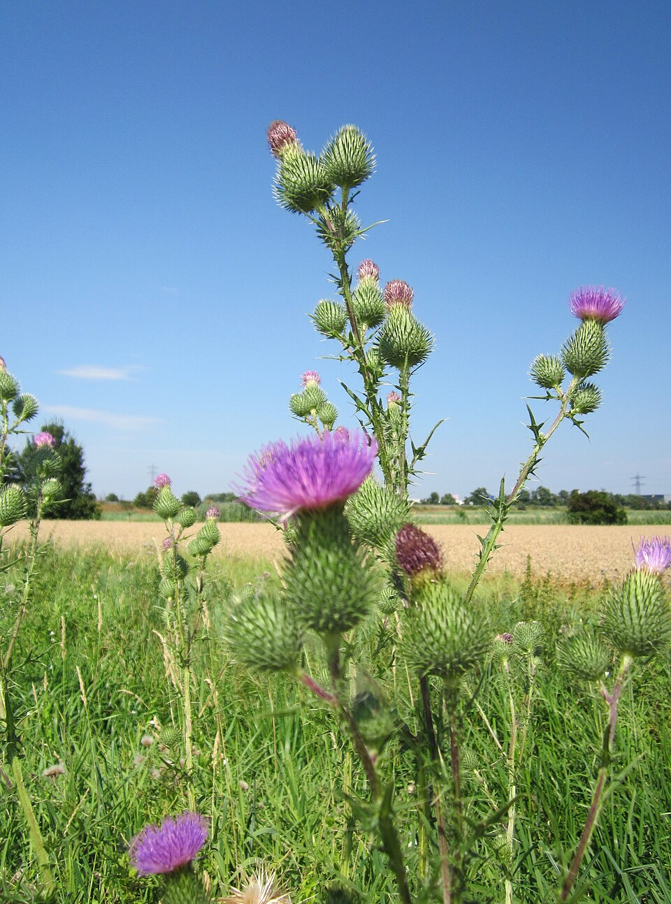 Cirsium vulgare (bull thistle) (alternate view 10)