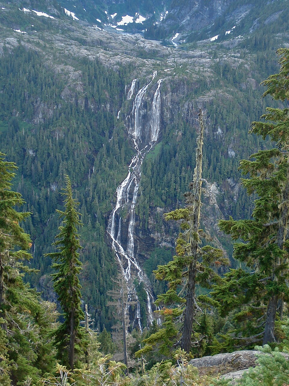 Tsuga mertensiana (mountain hemlock) (alternate view 10)
