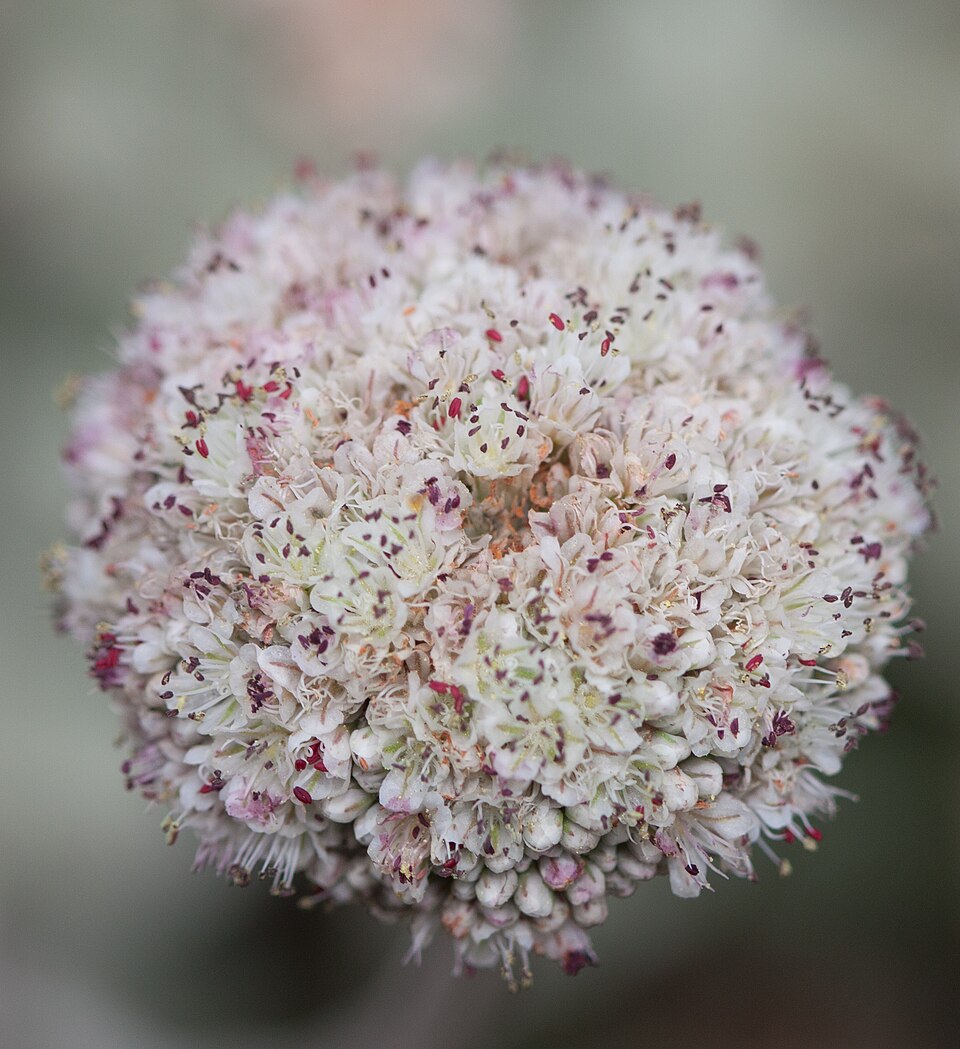 Eriogonum parvifolium (Seacliff Wild Buckwheat) (alternate view 9)