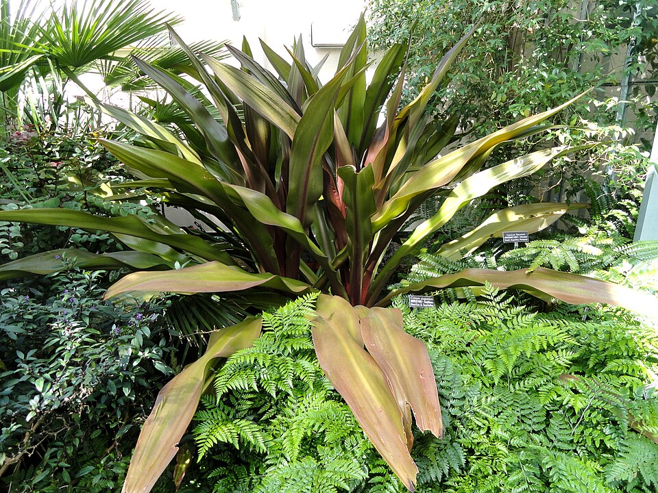 Crinum × amabile (Giant Spider Lily) (alternate view 4)