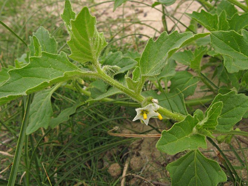Solanum physalifolium (hairy nightshade) (alternate view 5)