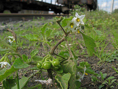 Solanum physalifolium (hairy nightshade) (alternate view 6)