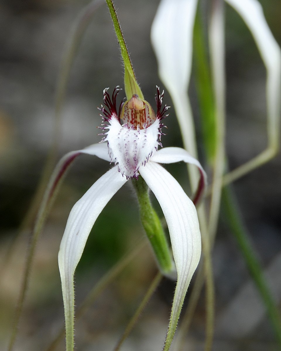 Caladenia longicauda (White Spider Orchid) (alternate view 2)