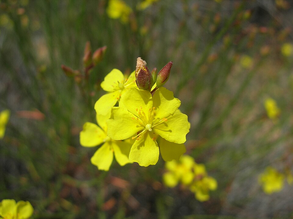 Crocanthemum scoparium (peak rushrose) (alternate view 8)