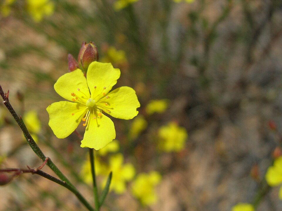 Crocanthemum scoparium (peak rushrose) (alternate view 9)