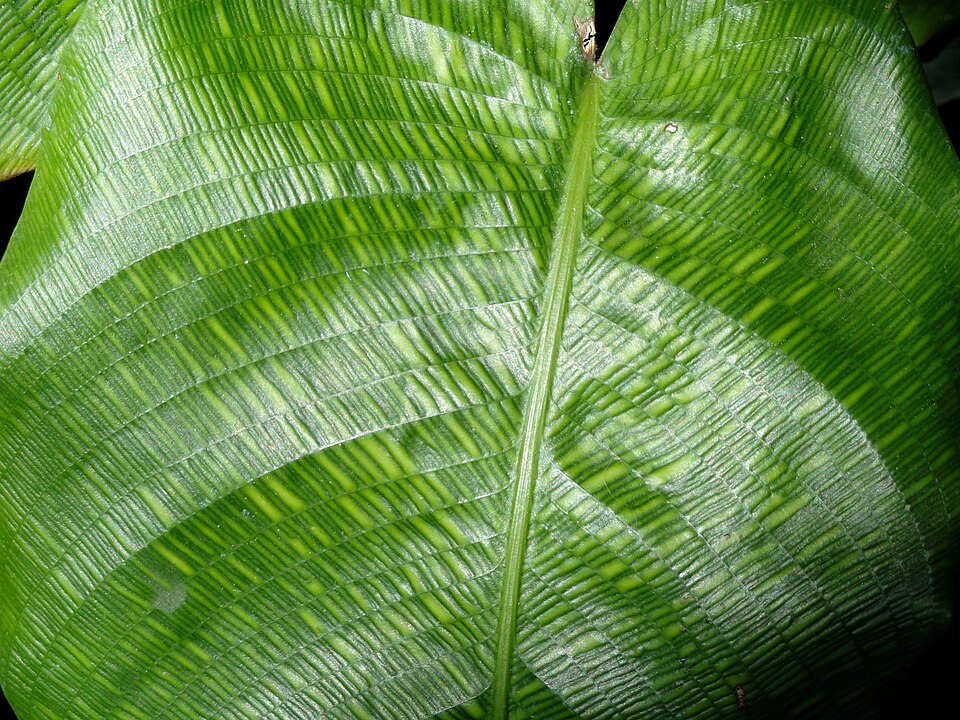 Goeppertia kegeljanii (Calathea Musaica) (alternate view 7)