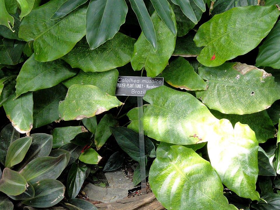 Goeppertia kegeljanii (Calathea Musaica) (alternate view 8)