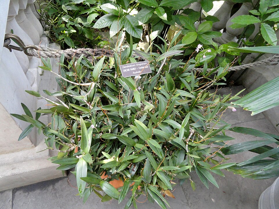 Dendrobium kingianum (pink rock orchid) (alternate view 9)