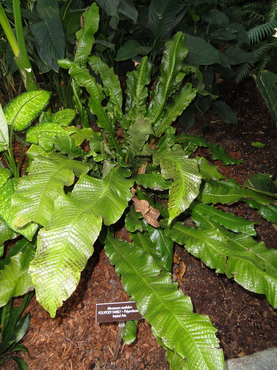 Microsorum musifolium (Crocodile Fern) (alternate view 7)