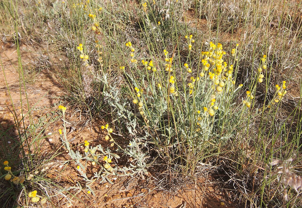 Chrysocephalum apiculatum, Common everlasting — spreading evergreen (Asteraceae) (image 8 of 10)