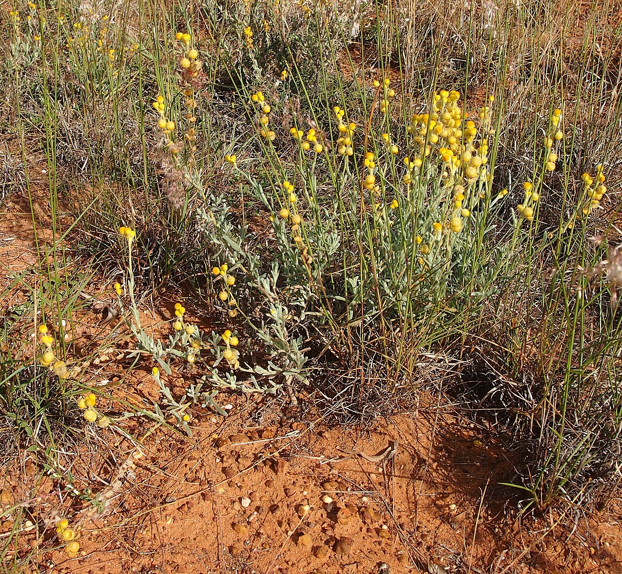 Chrysocephalum apiculatum, Common everlasting — spreading evergreen (Asteraceae) (image 9 of 10)