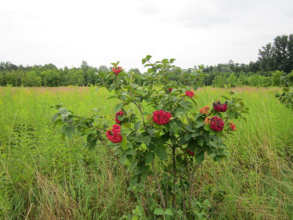 Viburnum lantana (Wayfaring-tree)