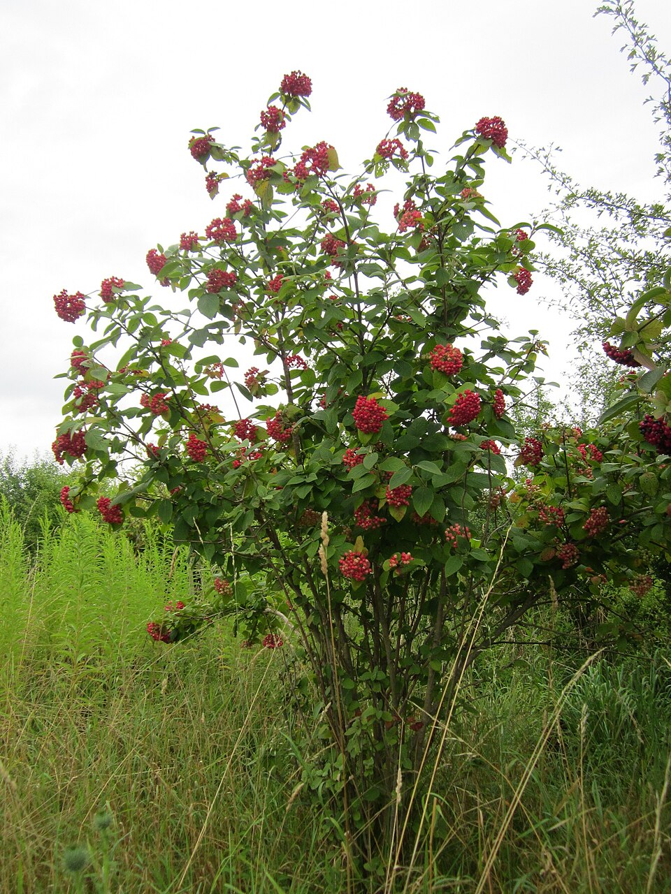 Viburnum lantana (Wayfaring-tree)