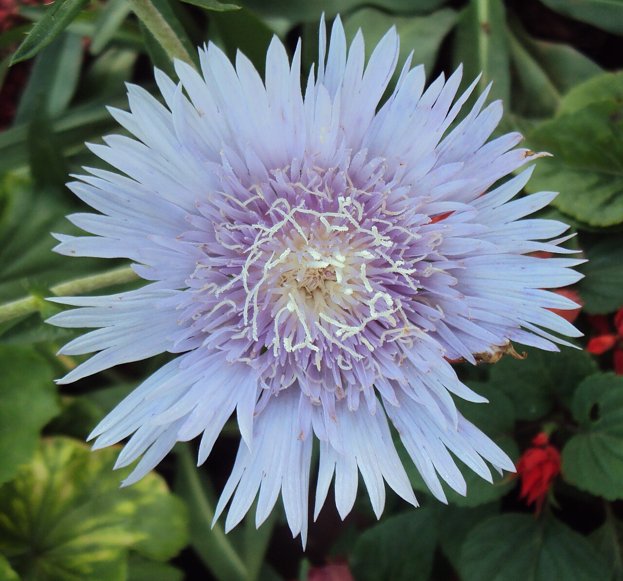Stokesia laevis, Stokes' aster — clumping semi-evergreen (Asteraceae) (image 10 of 10)