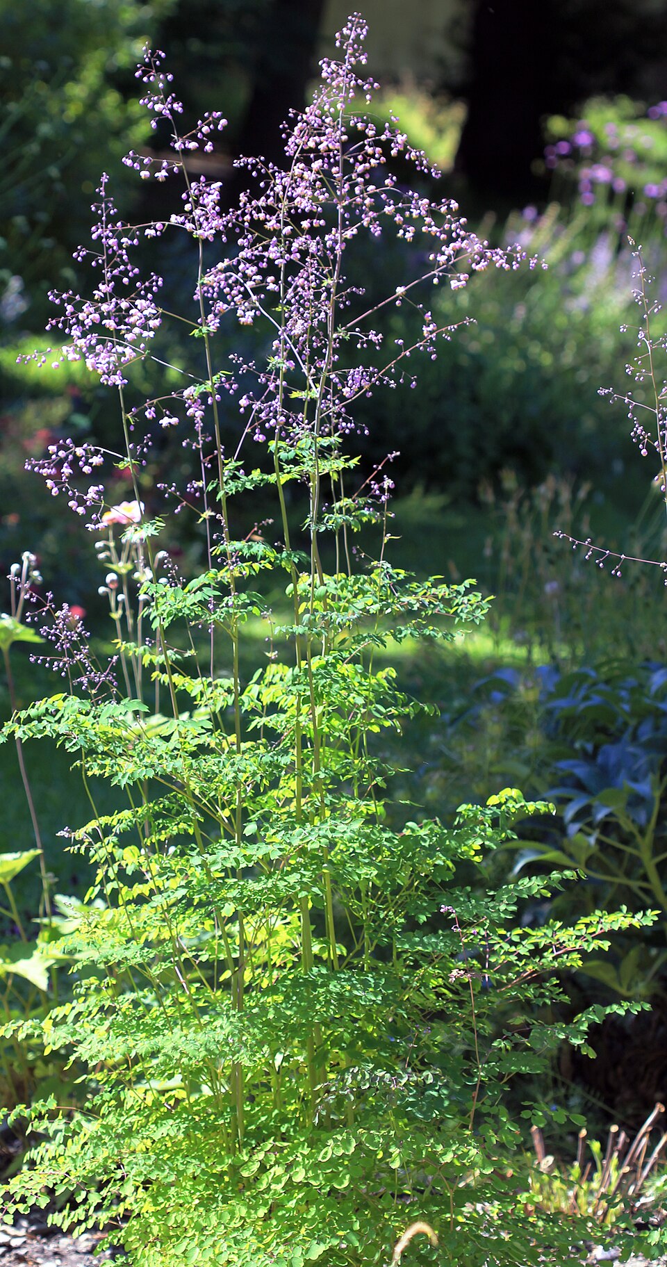 Thalictrum delavayi (Yunnan Meadow Rue) (alternate view 10)