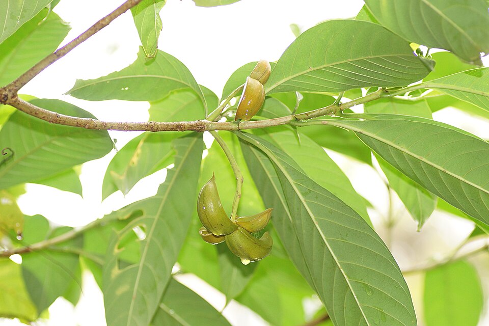 Tabernaemontana pandacaqui (Banana Bush) (alternate view 2)
