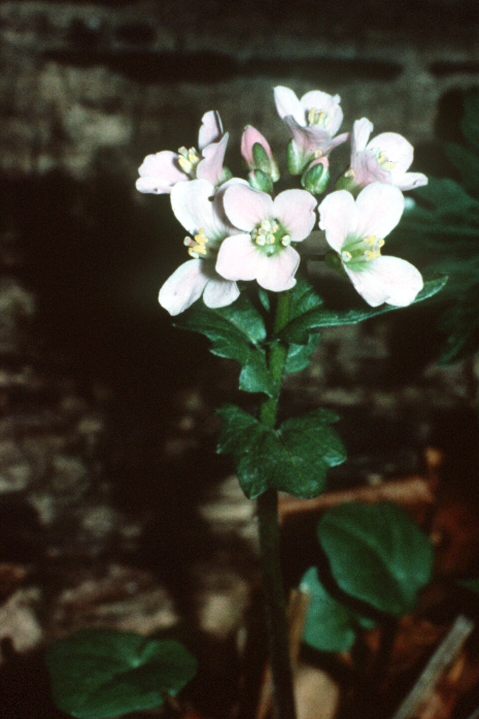 Cardamine douglassii (Purple Cress) (alternate view 8)