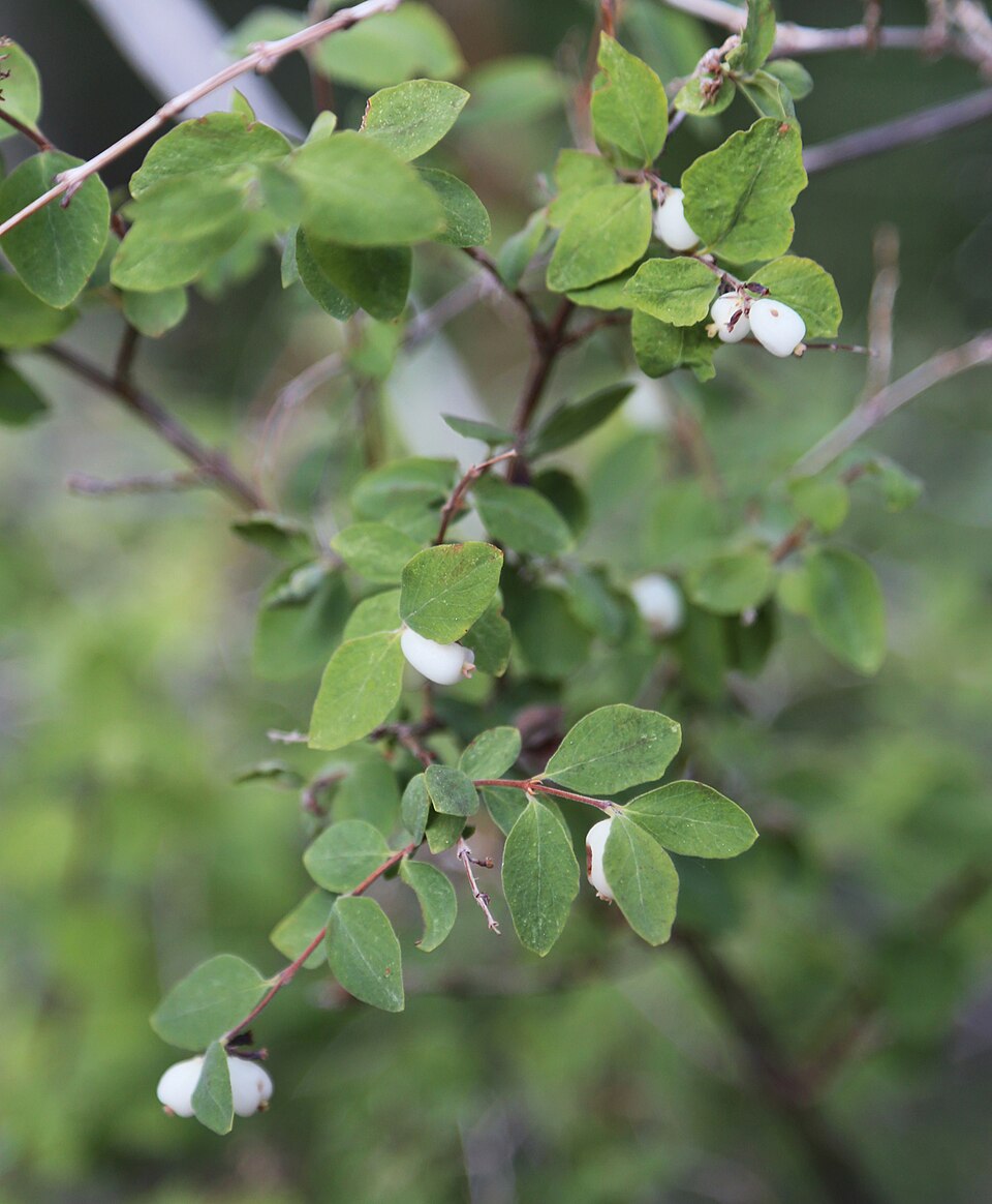 Symphoricarpos rotundifolius (Roundleaf Snowberry) (alternate view 6)