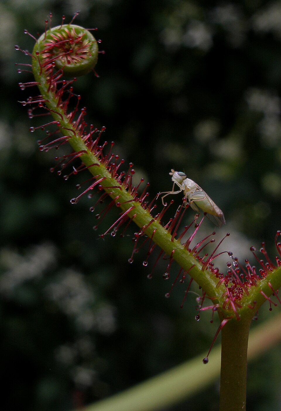 Drosera binata (Fork-leaved Sundew) (alternate view 3)