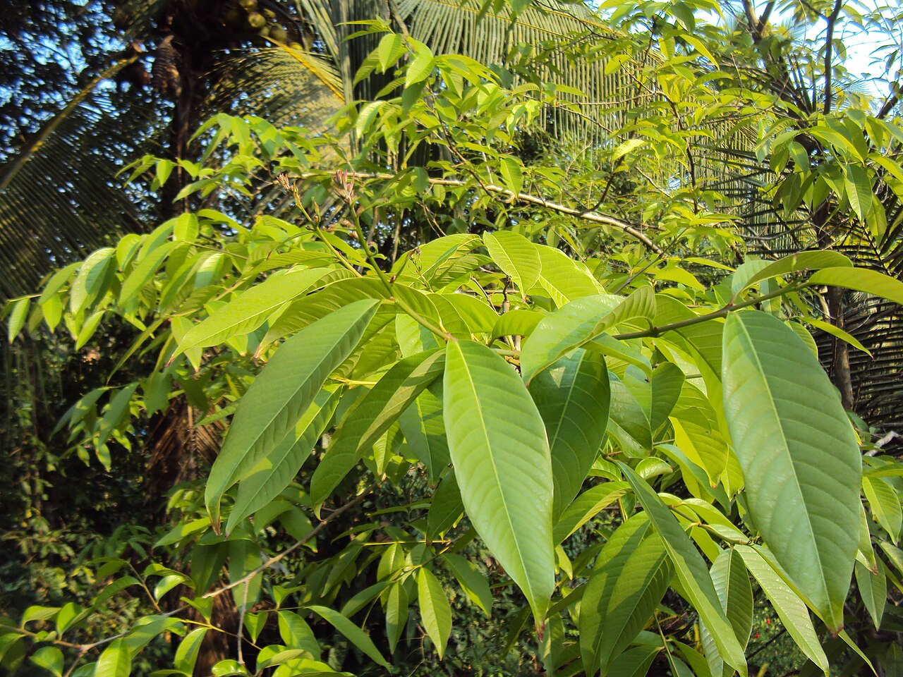 Lagerstroemia speciosa, Queen's crape myrtle — upright deciduous (Lythraceae) (image 3 of 8)