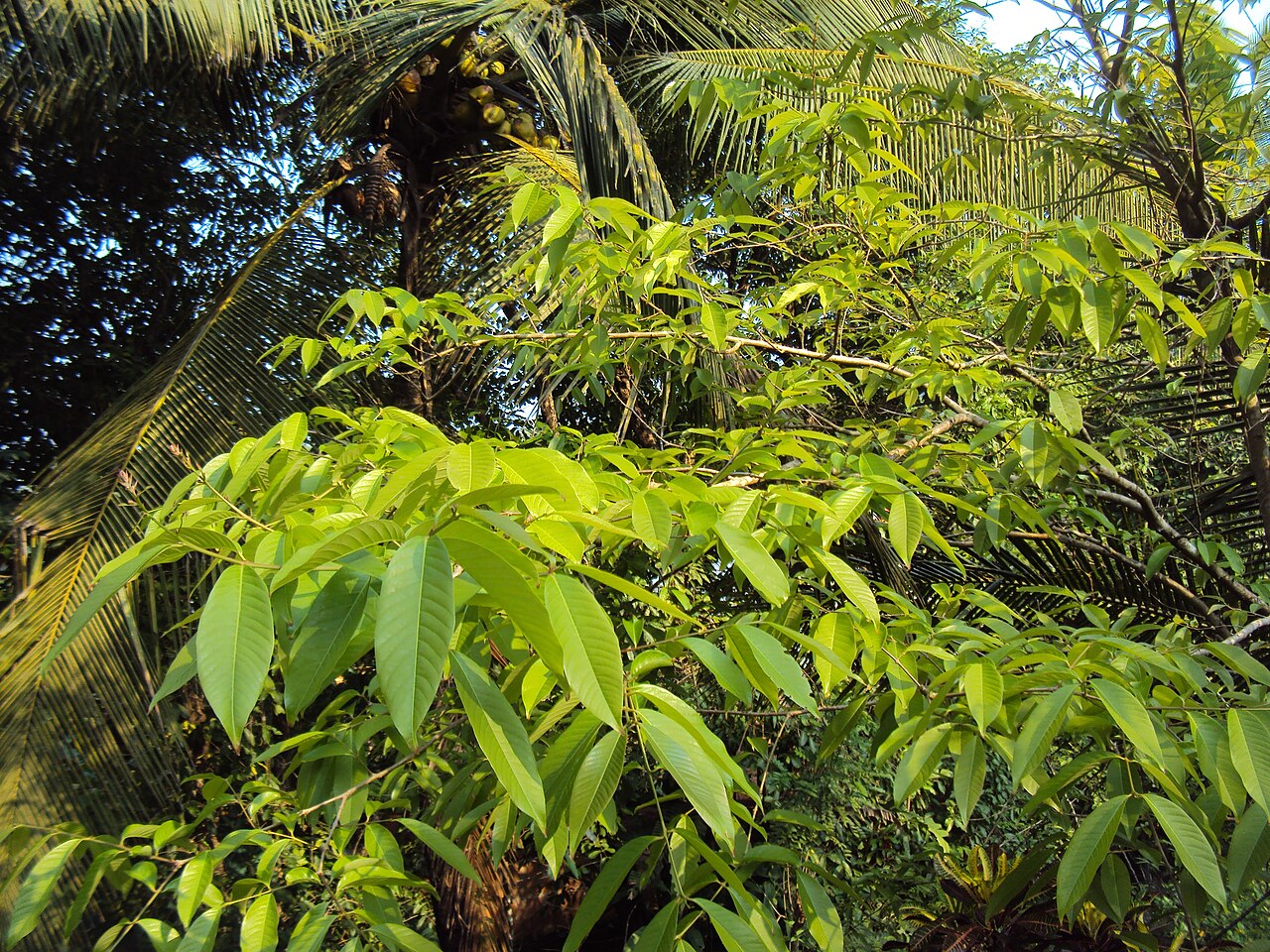 Lagerstroemia speciosa, Queen's crape myrtle — upright deciduous (Lythraceae) (image 4 of 8)