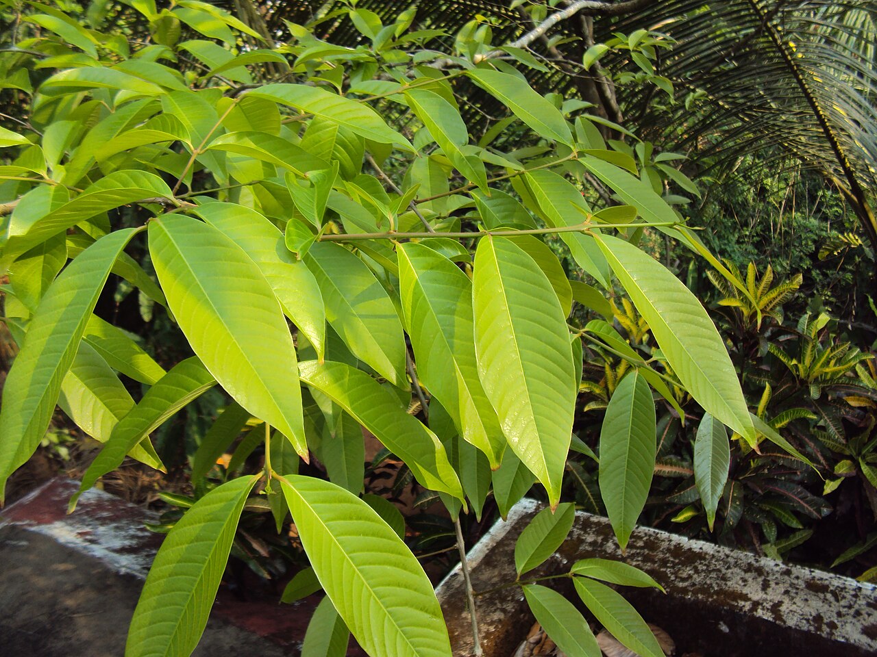 Lagerstroemia speciosa, Queen's crape myrtle — upright deciduous (Lythraceae) (image 5 of 8)
