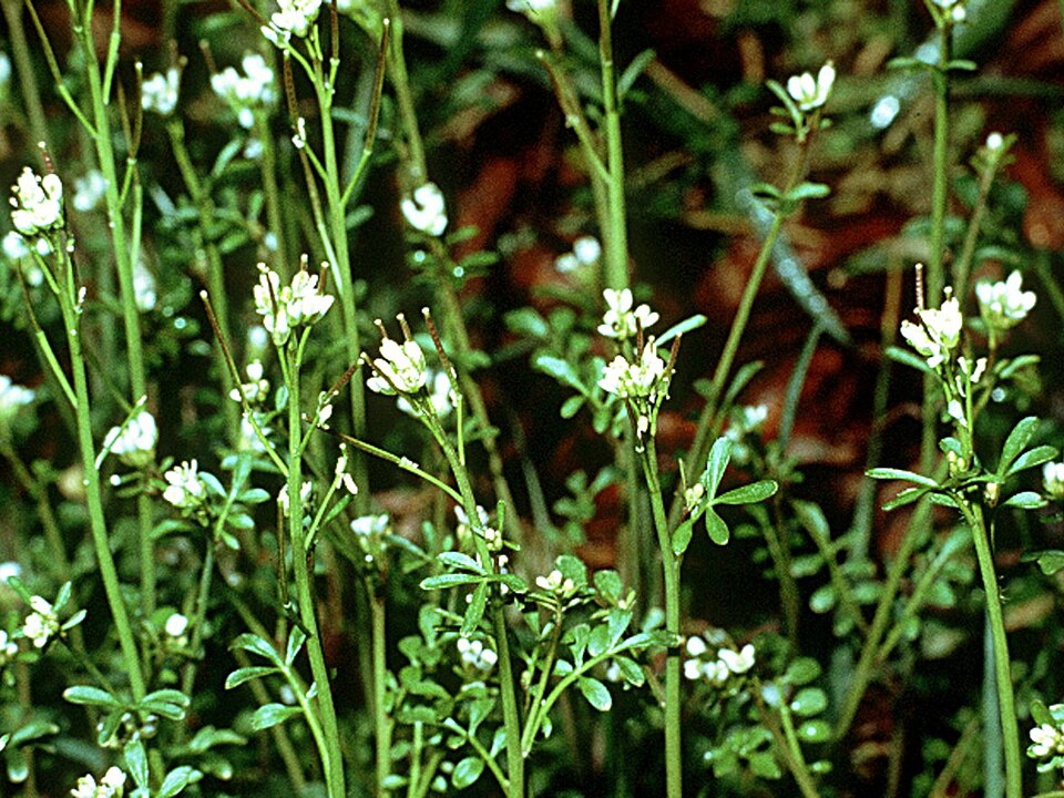 Cardamine pensylvanica (Pennsylvania Bittercress) (alternate view 7)