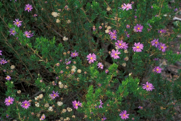 Brachyscome multifida (cut-leaved daisy) (alternate view 7)