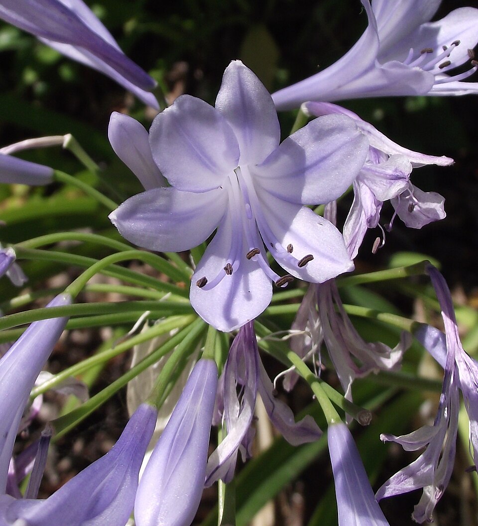 Agapanthus africanus (lily of the Nile) (alternate view 10)