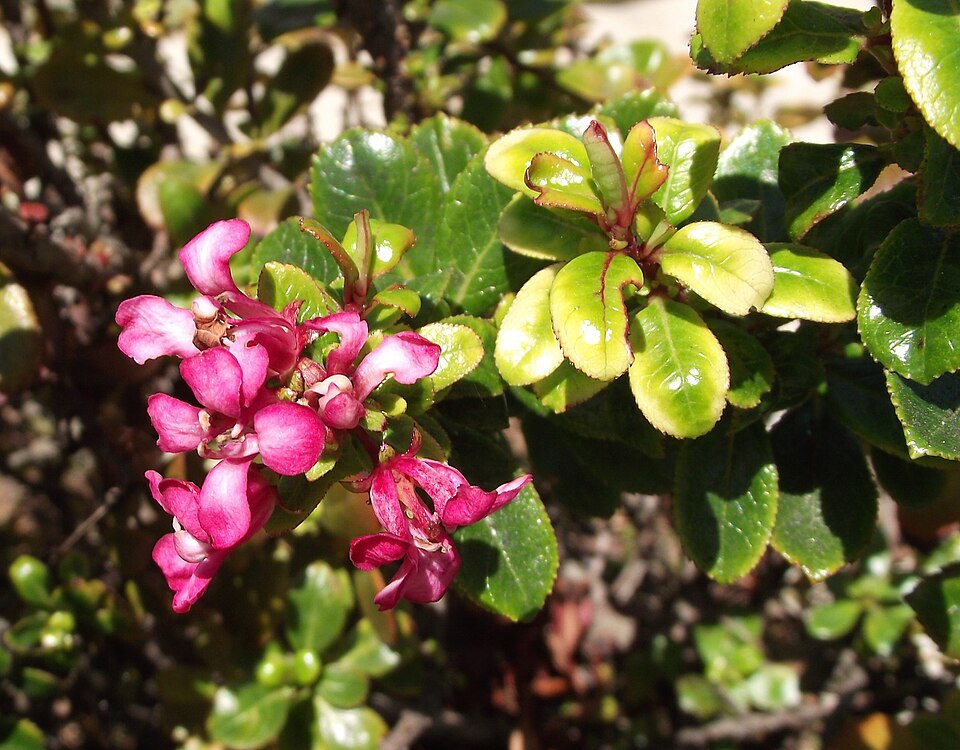 Escallonia 'Newport Dwarf' (Newport Dwarf Escallonia)