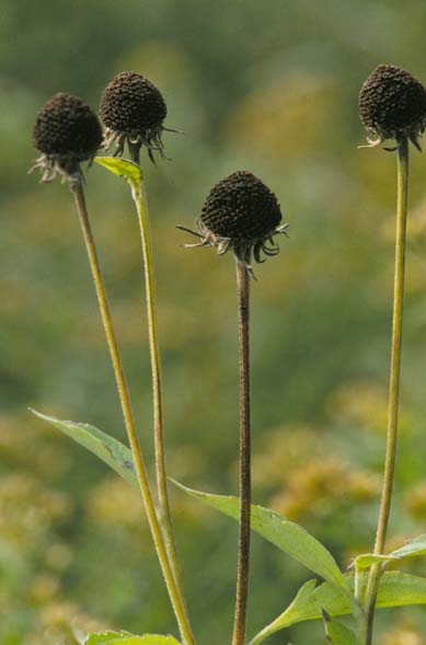 Rudbeckia subtomentosa (sweet black-eyed Susan) (alternate view 3)