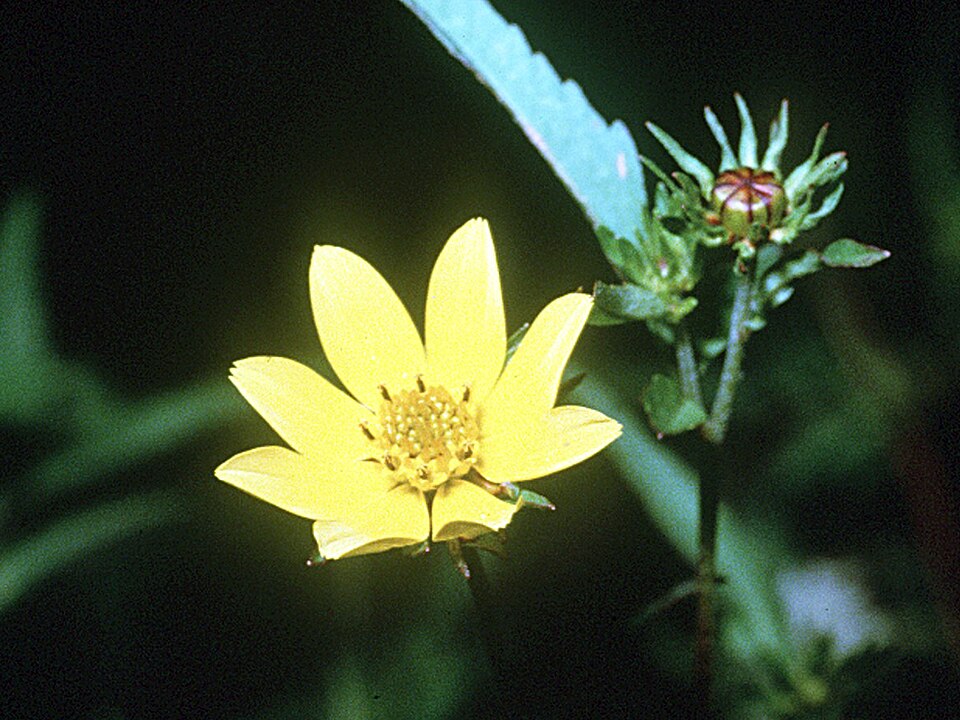 Bidens aristosa (Bearded Beggarticks) (alternate view 8)