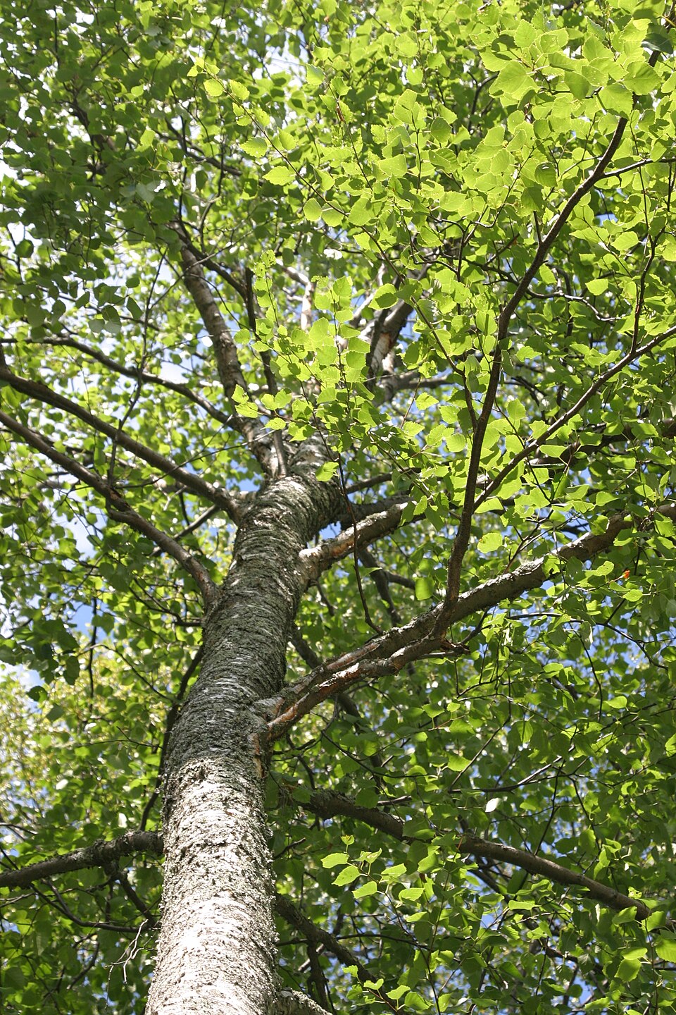 Betula pubescens (Downy Birch)