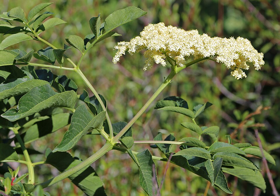 Sambucus cerulea (Blue Elderberry) (alternate view 10)