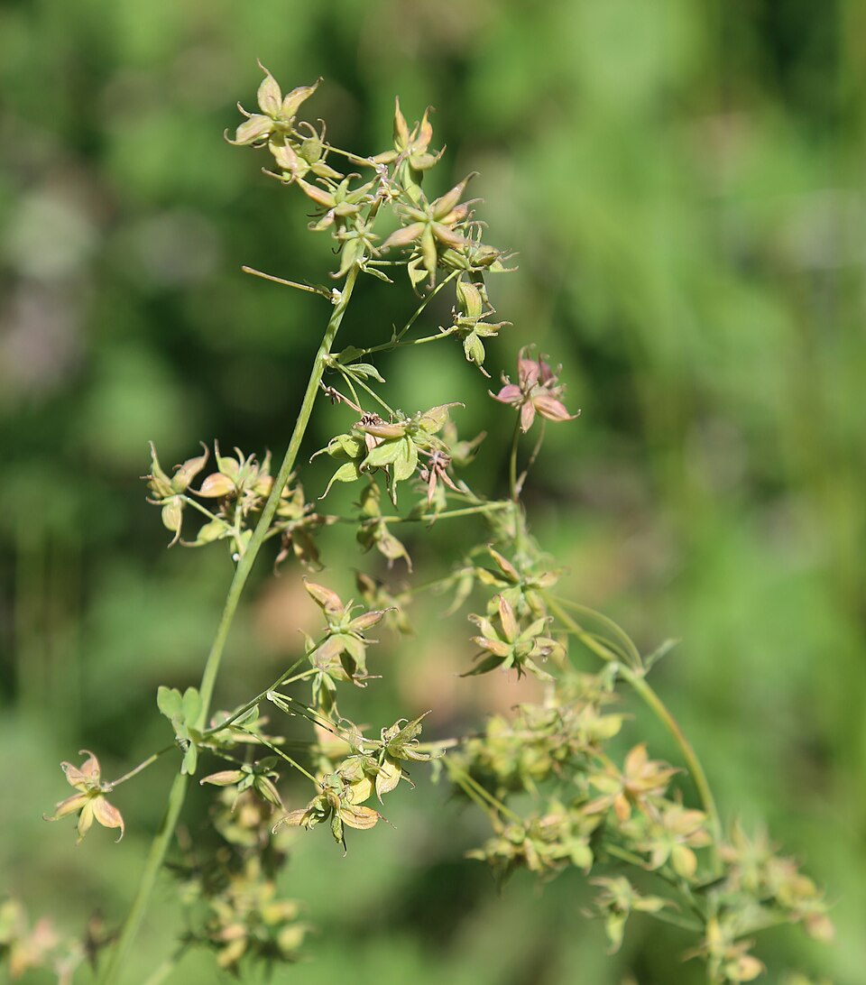 Thalictrum fendleri (Torrey's Meadow-Rue) (alternate view 10)