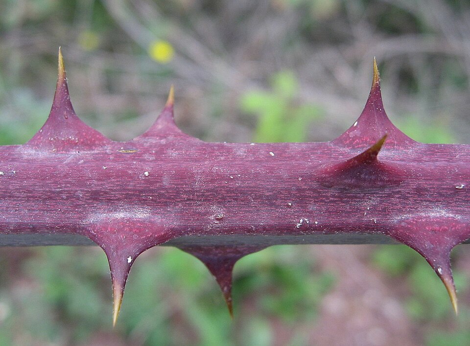 Rubus ulmifolius (elmleaf blackberry)