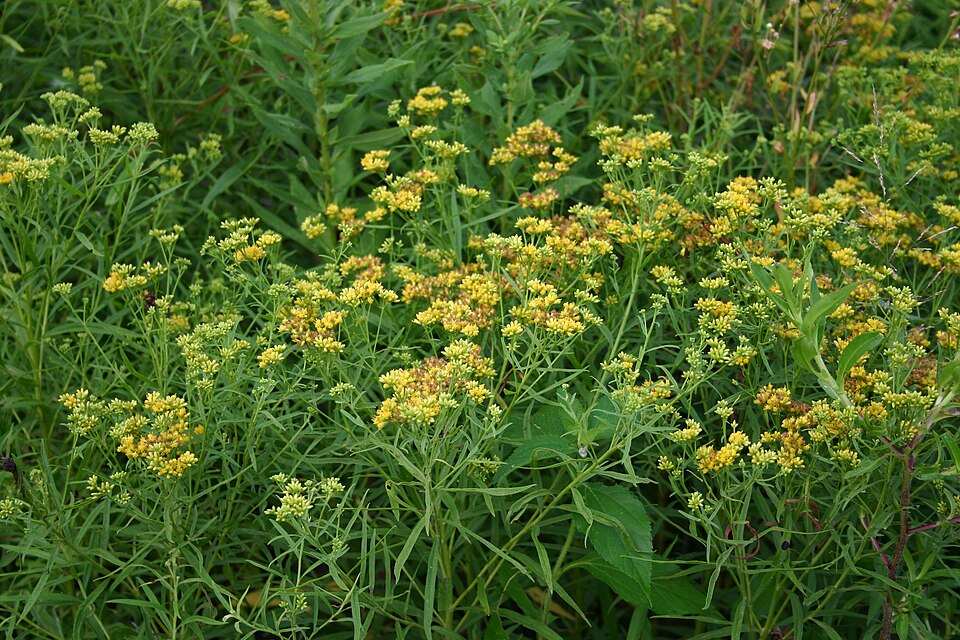Euthamia graminifolia (flat-topped goldenrod)