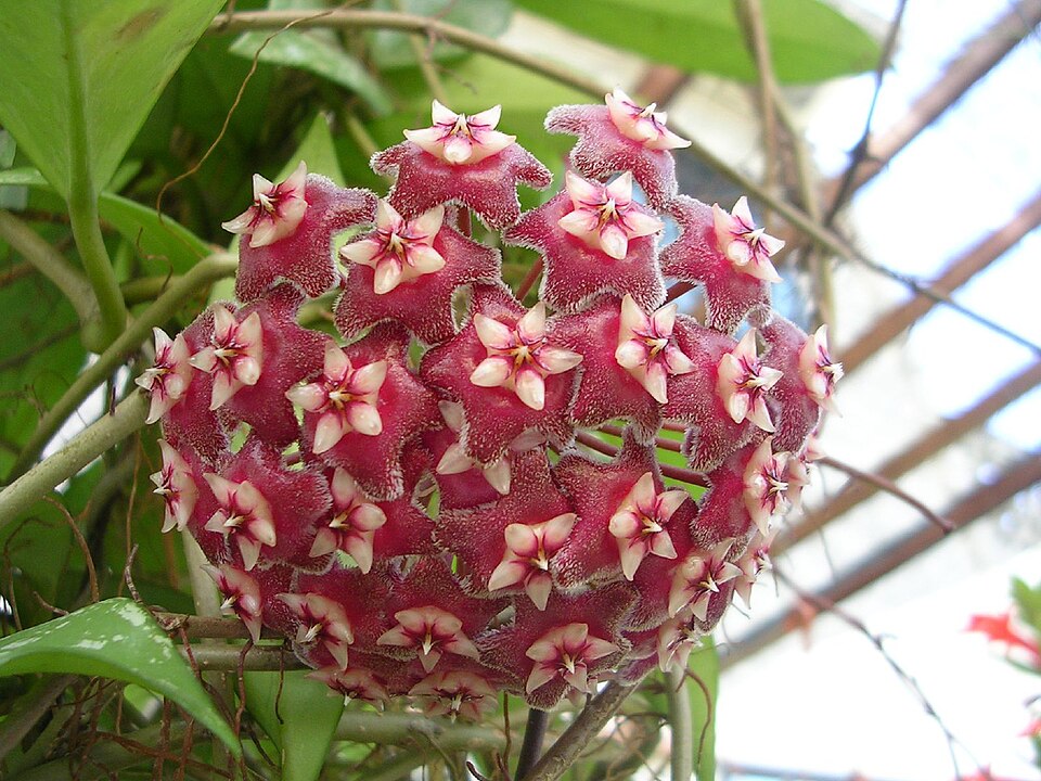 Hoya pubicalyx (Wax Plant) (alternate view 6)