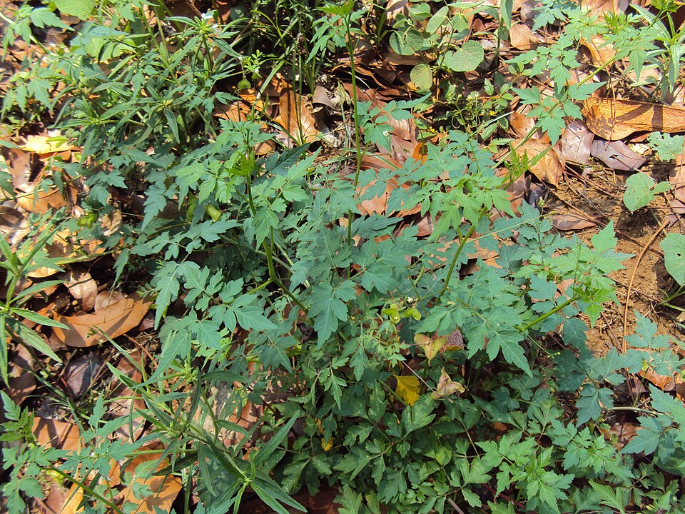 Cardiospermum halicacabum (Lesser Balloon Vine) (alternate view 10)