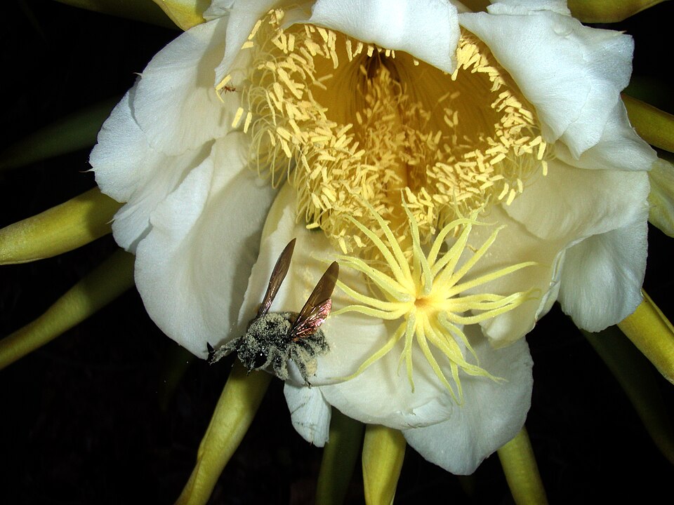 Selenicereus undatus (Dragon Fruit) (alternate view 7)