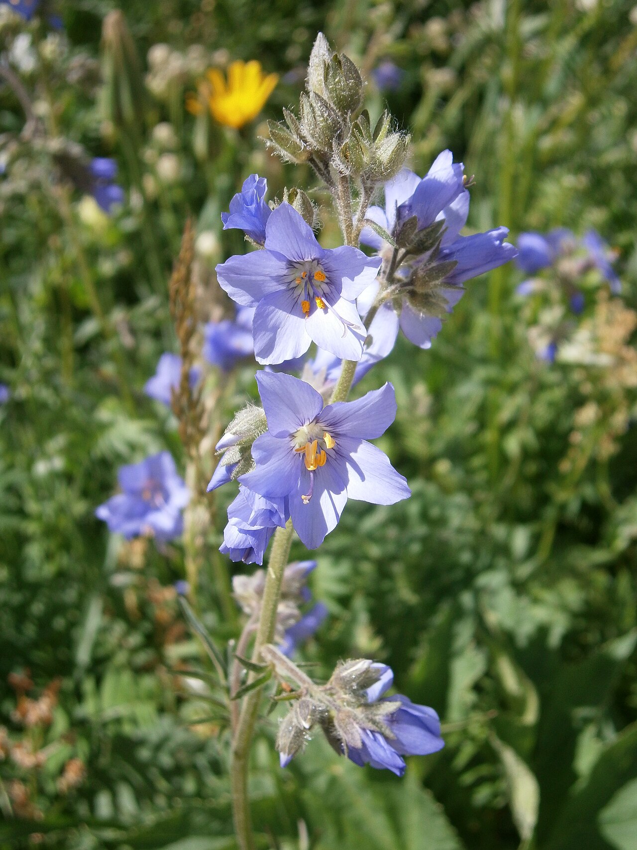 Polemonium caeruleum, Jacob's ladder — clumping deciduous (Polemoniaceae) (image 4 of 10)