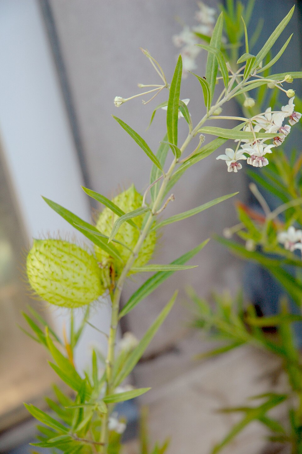 Gomphocarpus fruticosus (Narrow-leaf Cotton Bush) (alternate view 6)