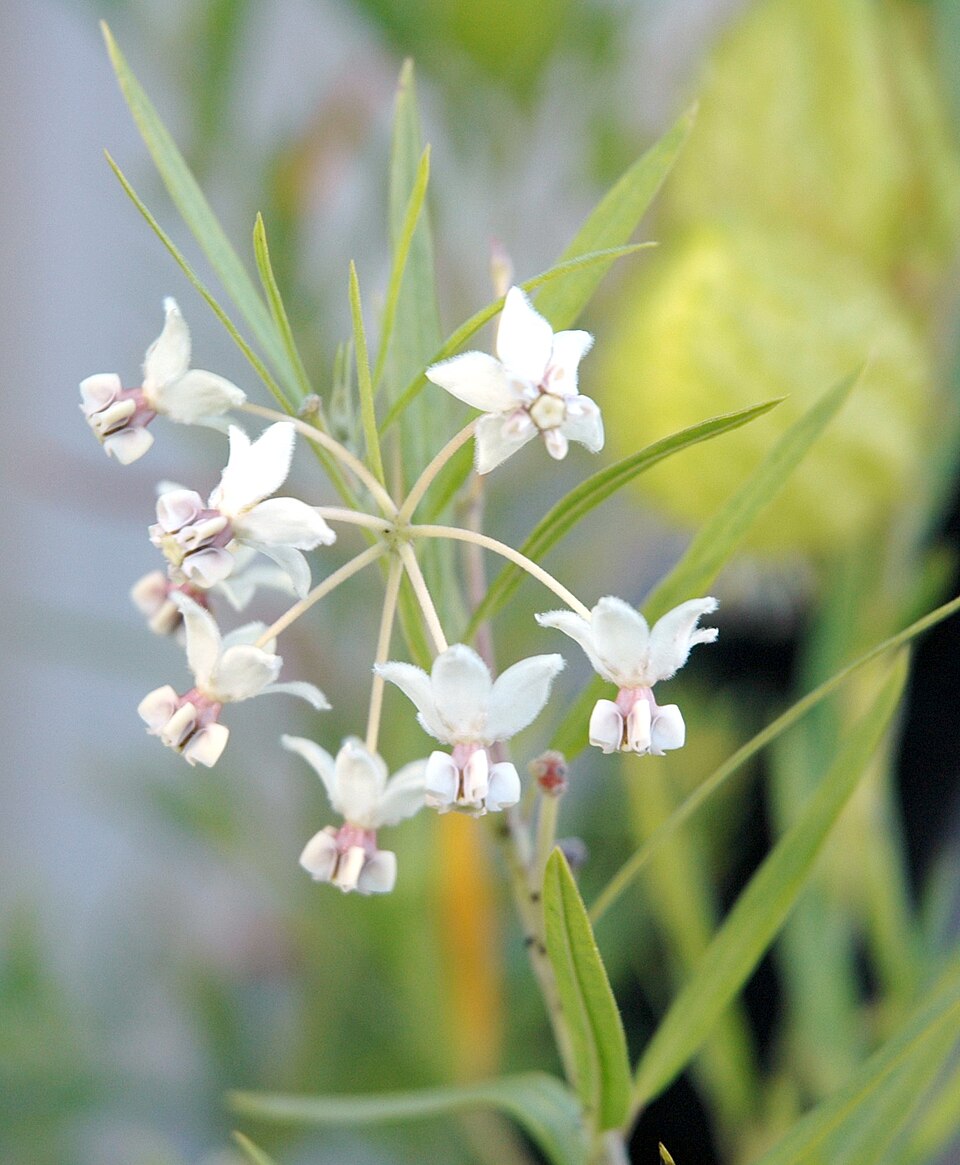 Gomphocarpus fruticosus (Narrow-leaf Cotton Bush) (alternate view 7)