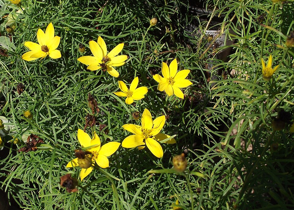 Coreopsis verticillata 'Zagreb' (Zagreb Coreopsis)