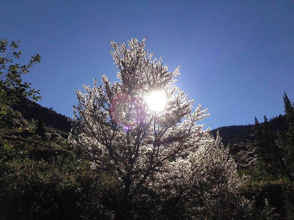 Cercocarpus ledifolius (Mountain Mahogany) (alternate view 7)