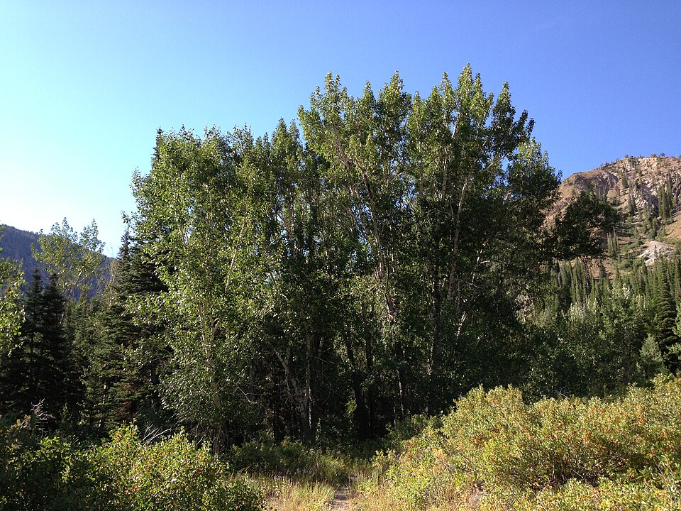 Populus tremuloides (quaking aspen) (alternate view 6)